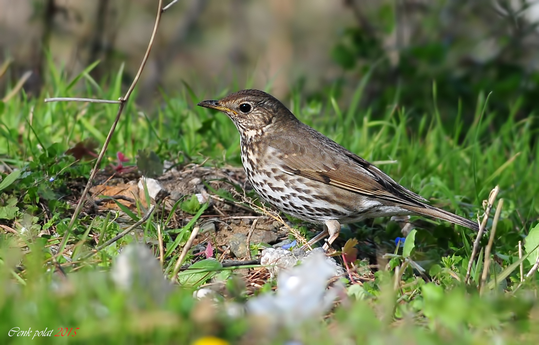 Song Thrush